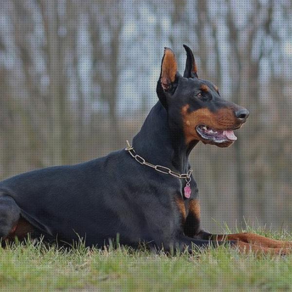 ¿Dónde poder comprar doberman doberman pars caza?