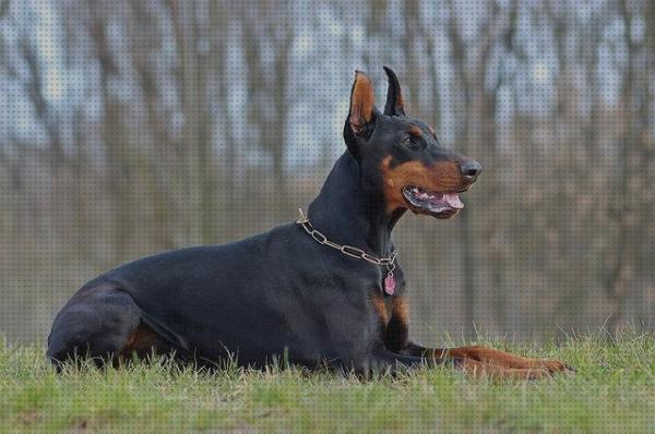 Las mejores doberman doberman pars caza