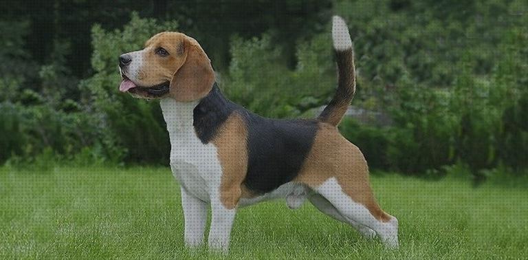 Las mejores beagles el mejor pienso para beagles