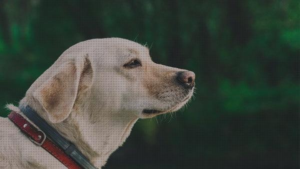 Análisis de los 15 mejores Los Mejores Piensos Para Labradores Adultos