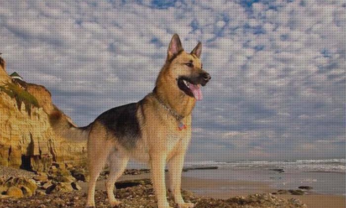 ¿Dónde poder comprar aleman perros entrenamiento para perros pastor aleman?
