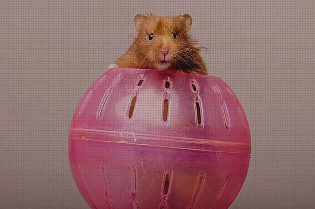 ¿Dónde poder comprar esferas hamster esfera para hamster?