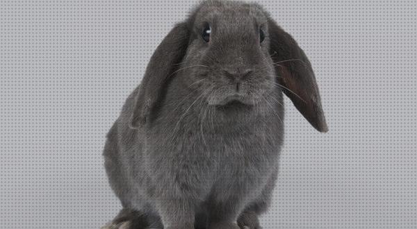 Las mejores esquineras conejos esquineras para conejos mayores