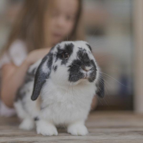 Review de esquineras para conejos mayores