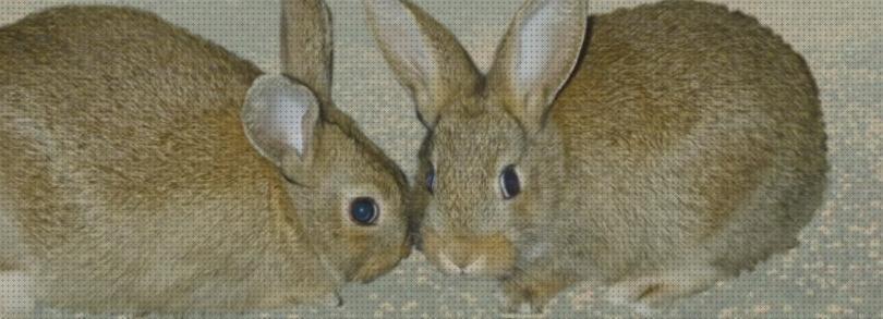 Las mejores 8 Experiencias De Cria De Conejos Para Autoconsumos
