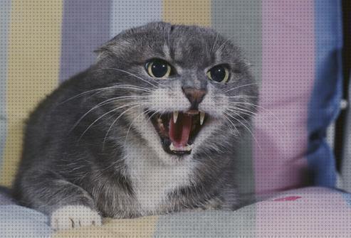 ¿Dónde poder comprar feromonas gatos feromonas para gatos agresivos?