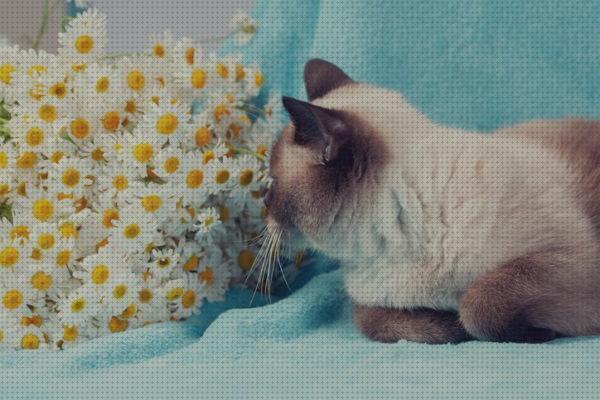 ¿Dónde poder comprar flores gatos flores seguras para gatos?
