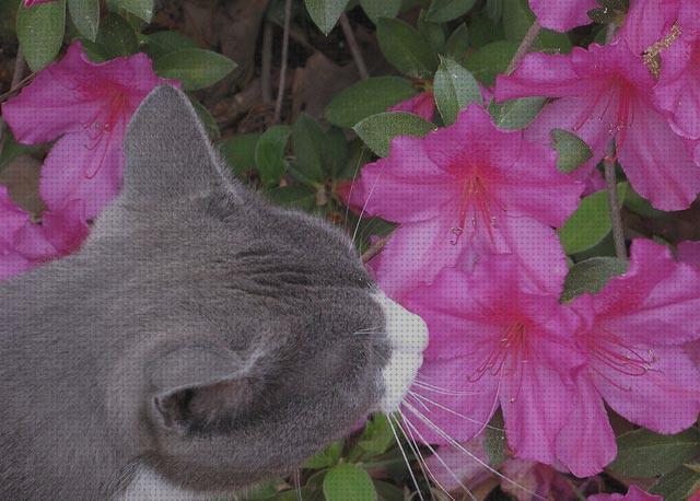 Opiniones de las 20 mejores Flores Seguras Para Gatos