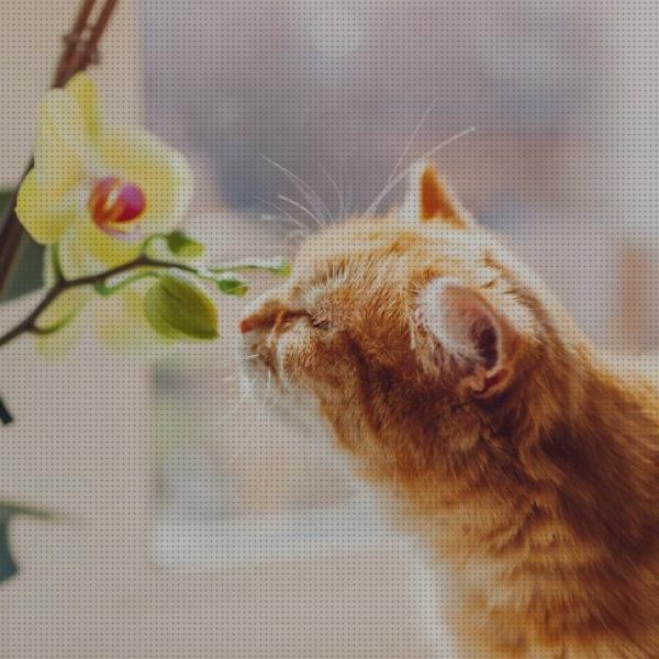 Las mejores flores gatos flores seguras para gatos