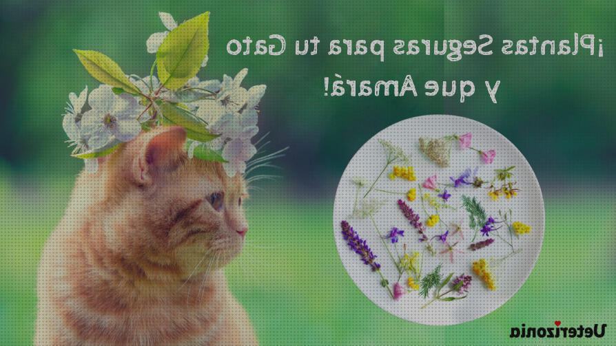 Review de flores seguras para gatos