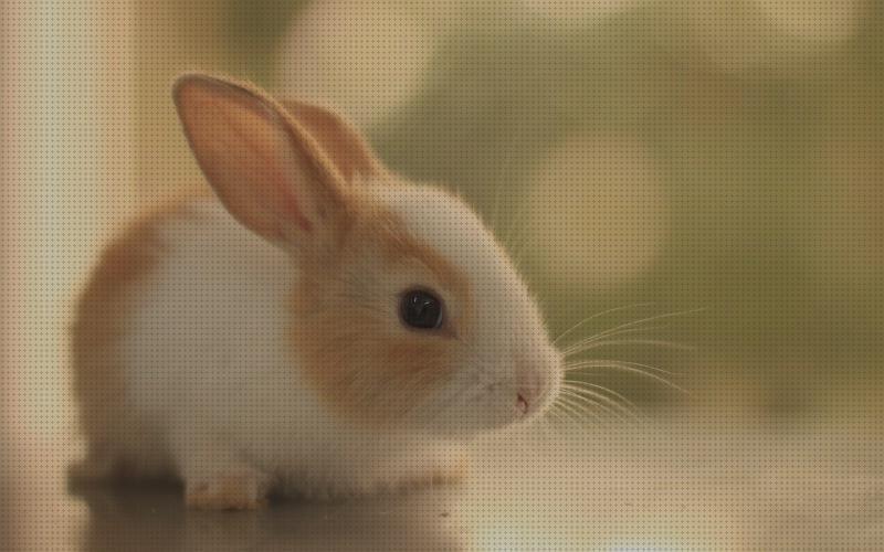 Las mejores marcas de fondos conejos fondos para conejos