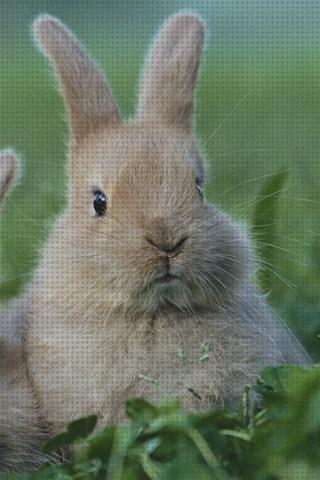 Las mejores fondos conejos fondos de pantalla para iphone de conejos