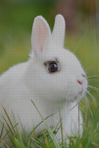 ¿Dónde poder comprar fondos conejos fondos de pantalla para iphone de conejos?