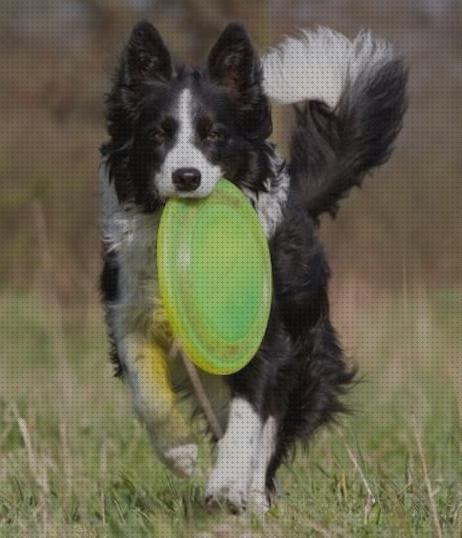 Los mejores 15 Frisbee Para Border Collie