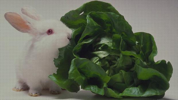 ¿Dónde poder comprar angora conejos fruta y verdura para conejos de angora?