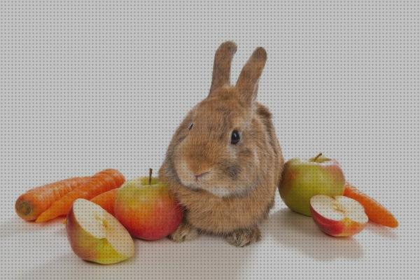 Las mejores marcas de frutas conejos frutas para conejos