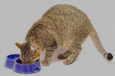¿Dónde poder comprar fuentes gatos fuentes de taurina para gatos?