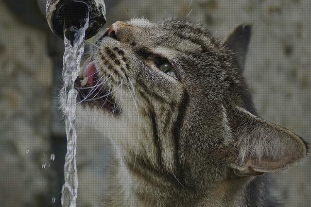 ¿Dónde poder comprar fuentes gatos fuentes para gatos de acero inoxidable?
