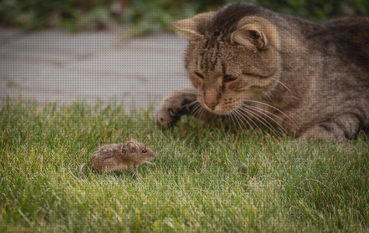 ¿Dónde poder comprar cazar gato o gata para cazar ratones?