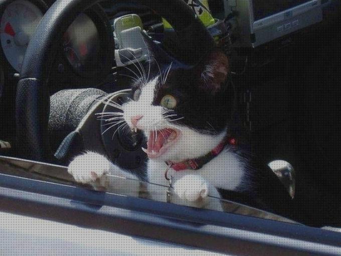 Review de gato para auto