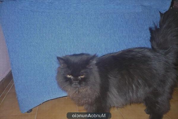 Las mejores marcas de persas gatos gato persa macho para monta