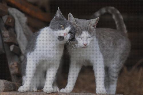 ¿Dónde poder comprar persas gatos gato persa para cruza?