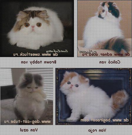 Las mejores persas gatos gato persa para cruza