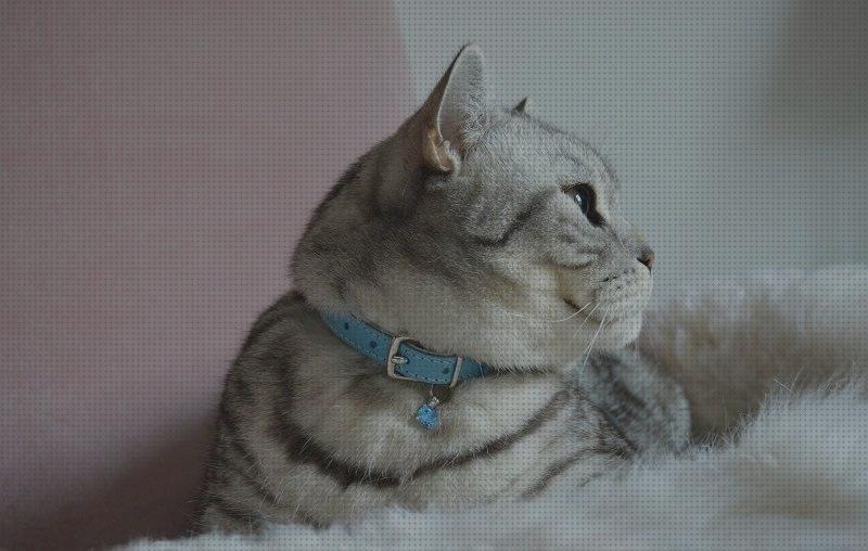 Las mejores marcas de collares gatos collares para gatos