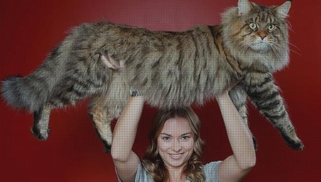 Análisis de los 27 mejores Gatos Gigantes Para Comprar