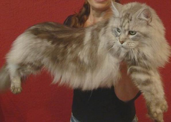Las mejores comprar gatos gatos gigantes para comprar