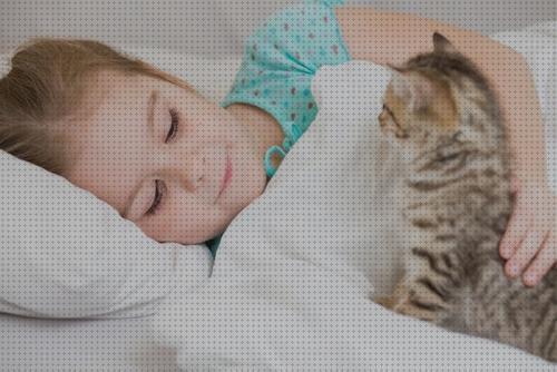 ¿Dónde poder comprar mascotas gatos gatos mascotas para niños?
