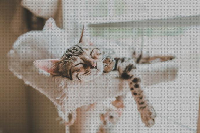 ¿Dónde poder comprar pequeños gatos gatos para apartamentos pequeños?