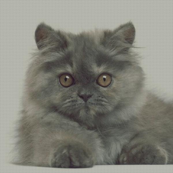 ¿Dónde poder comprar comprar gatos gatos persas para comprar?