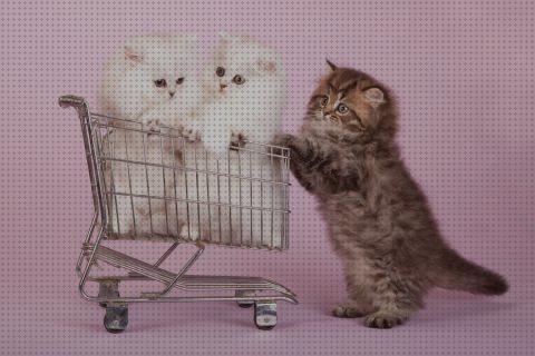 Análisis de los 26 mejores Gatos Persas Para Comprar