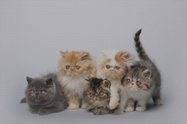 Las mejores marcas de persas gatos gato persa para cruza