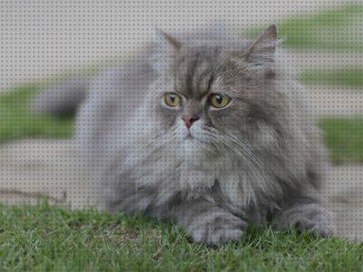 ¿Dónde poder comprar baratos gatos gatos persas para venda baratos?