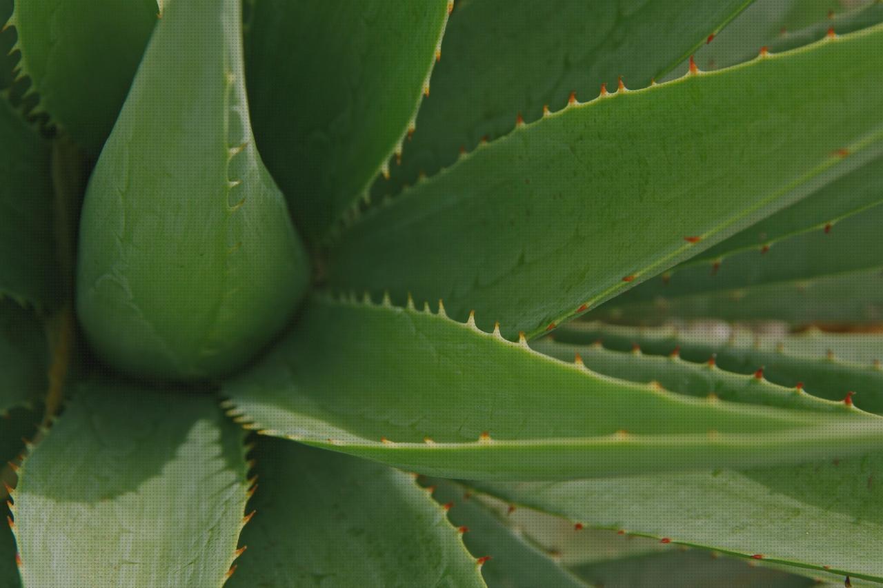 Análisis de los 28 mejores Geles Aloe Veras Para Mascotas