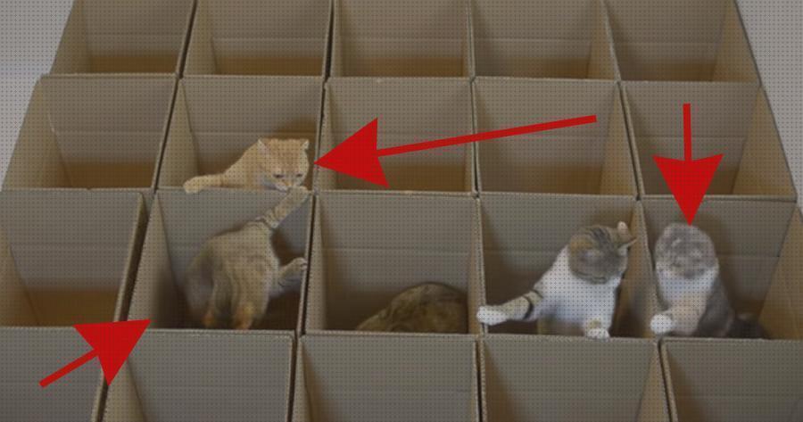 ¿Dónde poder comprar cajas gatos gimnasio para gatos con cajas?