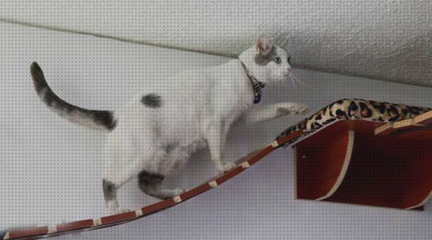 ¿Dónde poder comprar gimnasios gatos gimnasio pared para gatos?