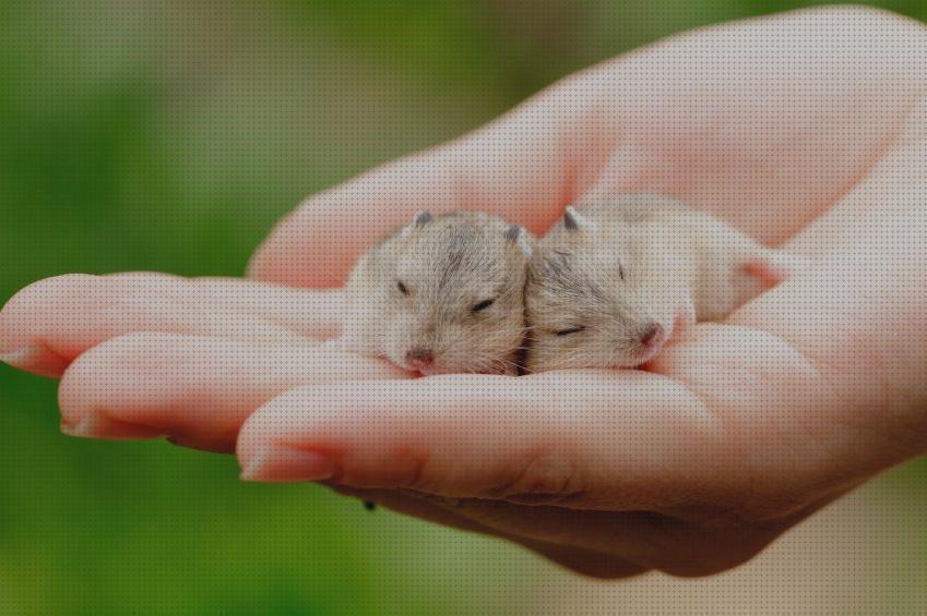 Análisis de las 30 mejores Gotas Para Ojos Hamster