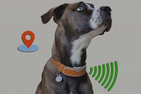 16 Mejores collares perros gps