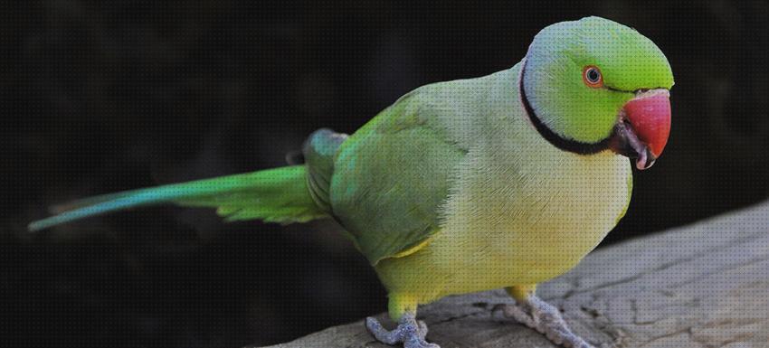 20 Mejores loros hablar