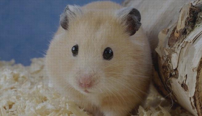 Análisis de los 29 mejores hamster para mascotas bajo análisis