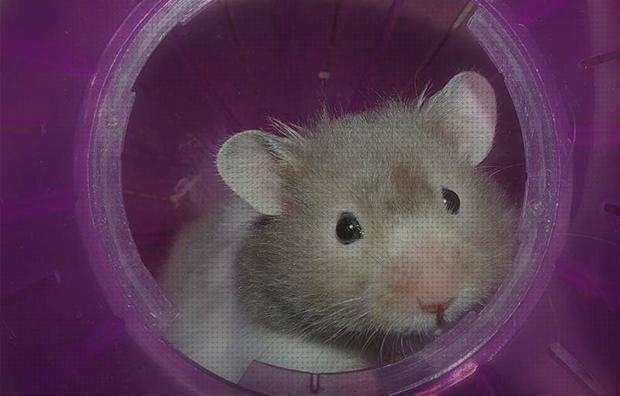 Las mejores hamster haula