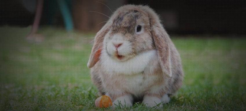 Opiniones de los 26 mejores Heneras Kiwoko Para Conejos
