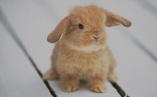 Las mejores marcas de baby conejos heno para conejos baby