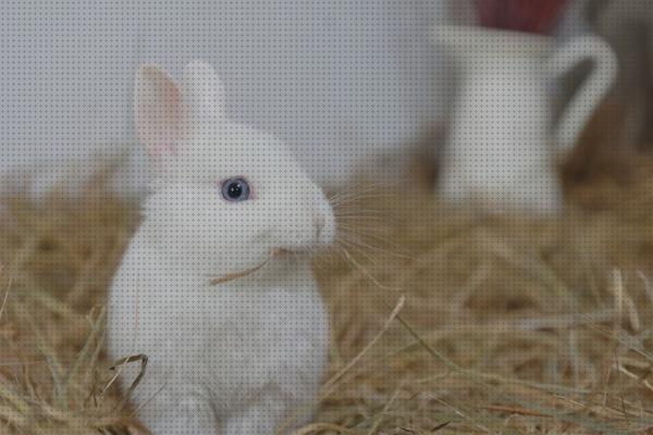 Análisis de los 30 mejores Henos Para Conejos Baratos