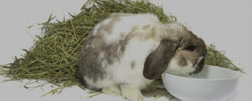 ¿Dónde poder comprar henos conejos heno para conejos con mas fibra?