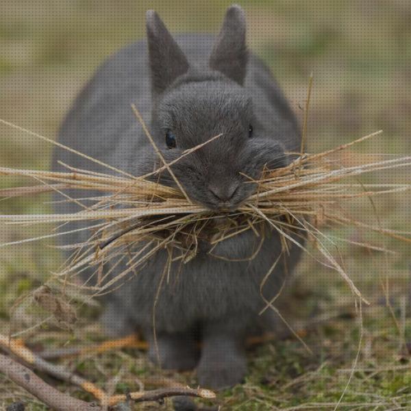 ¿Dónde poder comprar hierbas conejos hierba de avena trigo y cebada para conejos?