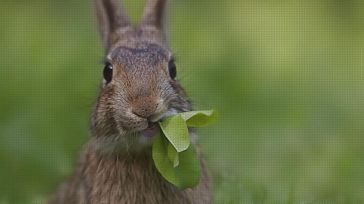 ¿Dónde poder comprar hierbas conejos hierba mojada para conejos?